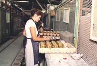 �����������