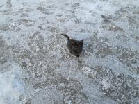 Падлюку, яки викинула кошеня на мороз (5 листопада 2014р,), саму б голою на ніч на вулицю...