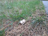 4 ������ 2015�., ������ �� ����� �����. ��������.