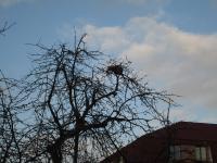 Кіт на дереві. 12 грудня 2105р, вул.Грушевського.