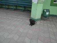 Кіт з вулиці Мудрого