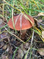 �������� 2018�.