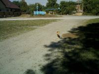 Пес, який йде в ліс (17.09.2011, вул.Джерельна)