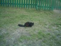 23 квітня 2012 року. Чорний кіт на зеленому листі.