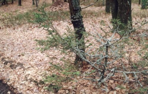 г������� �� 2005 ����.